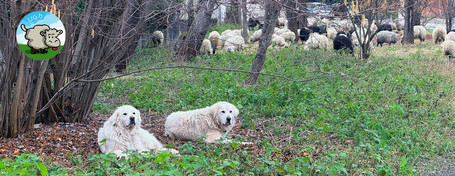 Le pastoralisme en milieu urbain à l'UGA