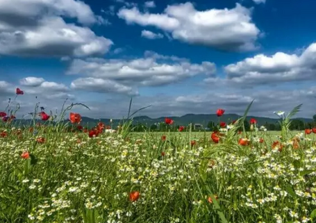 La loi sur la restauration de la nature adoptée