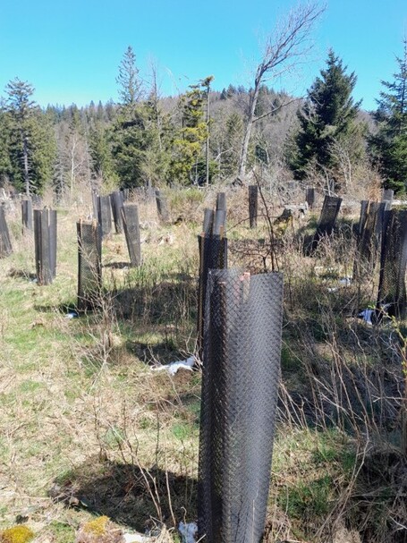 Régénération forestière d'une parcelle de la forêt communale de Séchilienne