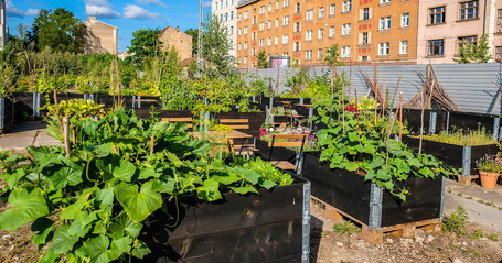 Fermes urbaines : une empreinte carbone plus forte que l'agriculture conventionnelle