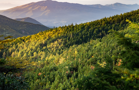 Le changement climatique menace la moitié des forêts de montagne en France