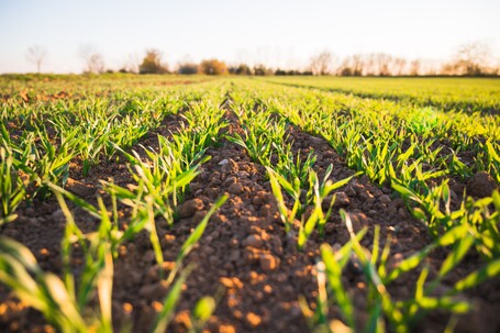Dix ans de plus pour le glyphosate