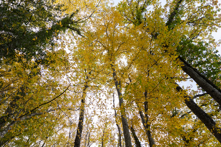 3 questions à Mathieu Rivero, chargé de mission forêt et filières bois à Grenoble Alpes Métropole