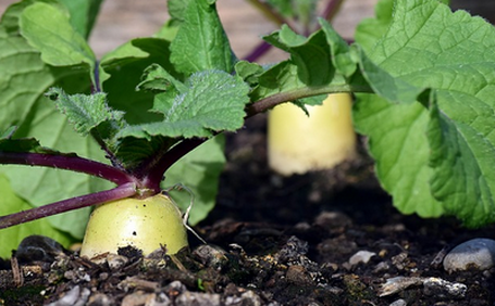 La surface agricole bio mondiale en hausse 