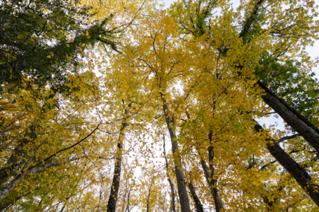 3 questions à Mathieu Rivero, chargé de mission forêt et filières bois à Grenoble Alpes Métropole